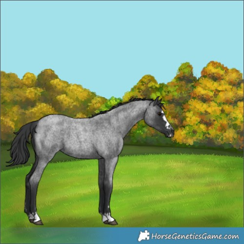 Horse Color:Blue Roan 