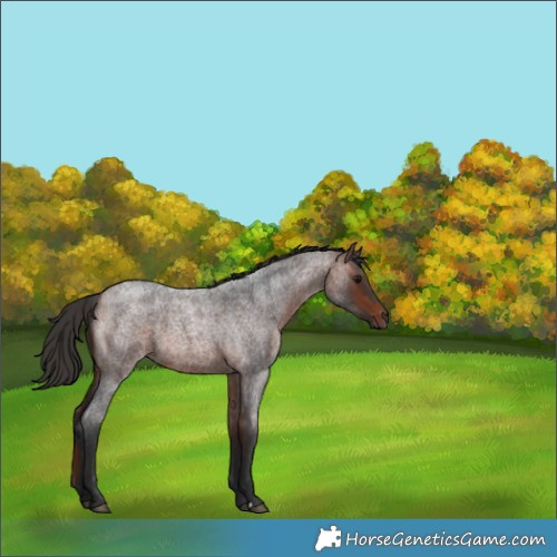 Horse Color:Bay Roan 