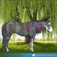 Horse Color:Nacre Black Sabino 