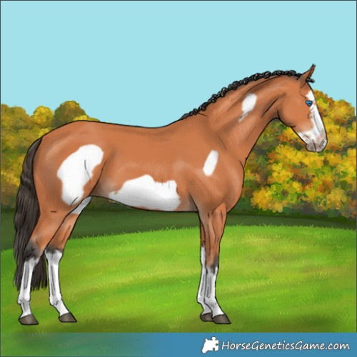 Horse Color:Bay Splash Frame 