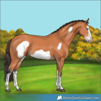 Horse Color:Bay Splash Frame