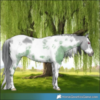 Horse Color:Grullo Chinchilla Ice Splash Tobiano Frame 