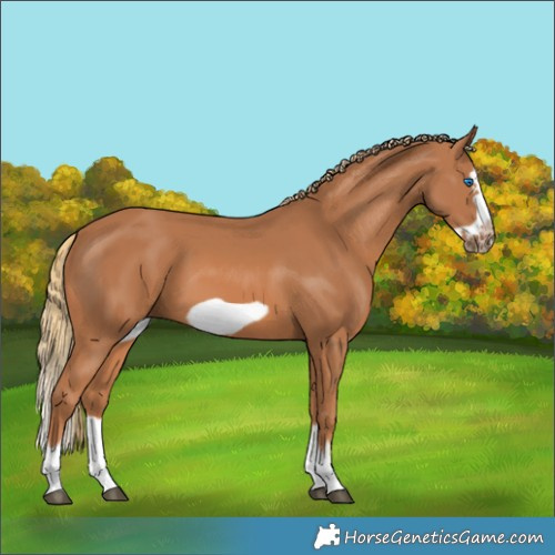Horse Color:Chestnut Splash Frame