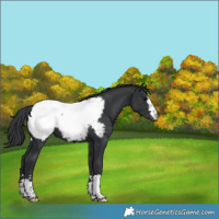 Horse Color:Black Appaloosa 
