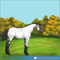 Horse Color:Grullo Appaloosa 