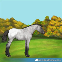 Horse Color:Grullo Roan Appaloosa 