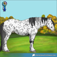 Horse Color:Black Appaloosa