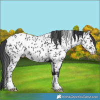 Horse Color:Black Appaloosa 