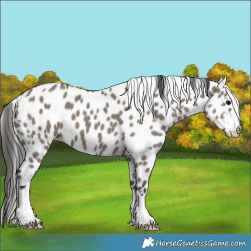 Horse Color:Grullo Appaloosa 