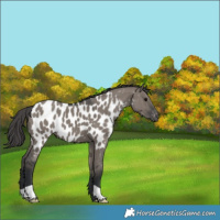 Horse Color:Grullo Appaloosa 