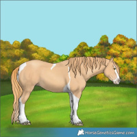 Horse Color:Gold Champagne Splash Tobiano