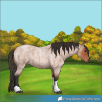 Horse Color:Bay Roan Tobiano 