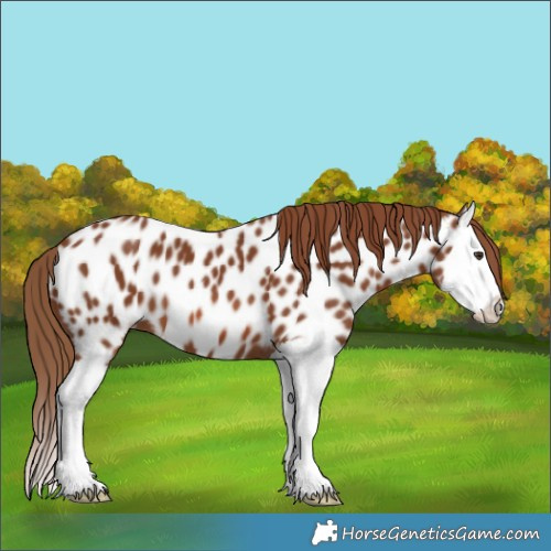 Horse Color:Chestnut Splash Appaloosa 