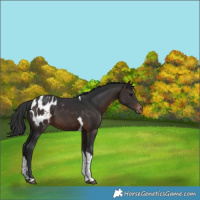 Horse Color:Brown Tobiano Blanket