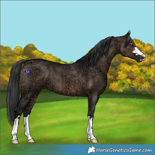 Horse Color:Brown Ice Dun 