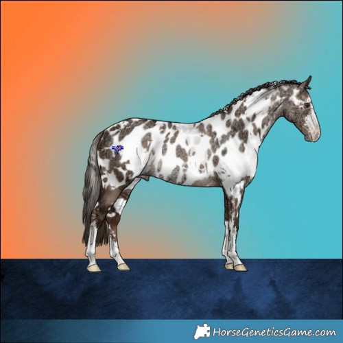 Horse Color:White Spotted Liver Red Dun Ice Sabino Near Leopard Rabicano 