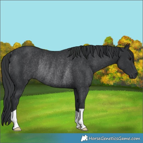 Horse Color:Black Rabicano 