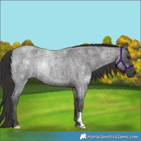 Horse Color:Smoky Blue Roan 