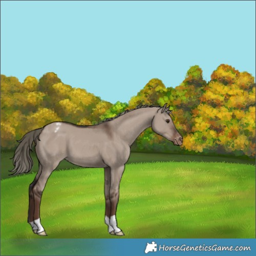 Horse Color:Liver Red Dun Mushroom Appaloosa 