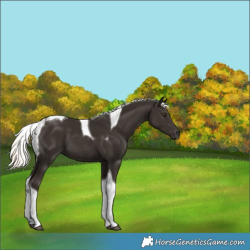 Horse Color:Liver Chestnut Mushroom Tobiano 