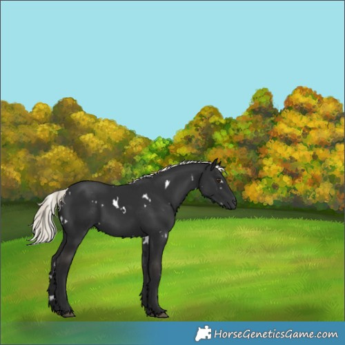 Horse Color:White Spotted Liver Chestnut Mushroom 