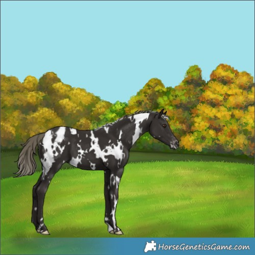 Horse Color:White Spotted Liver Chestnut Mushroom Appaloosa 