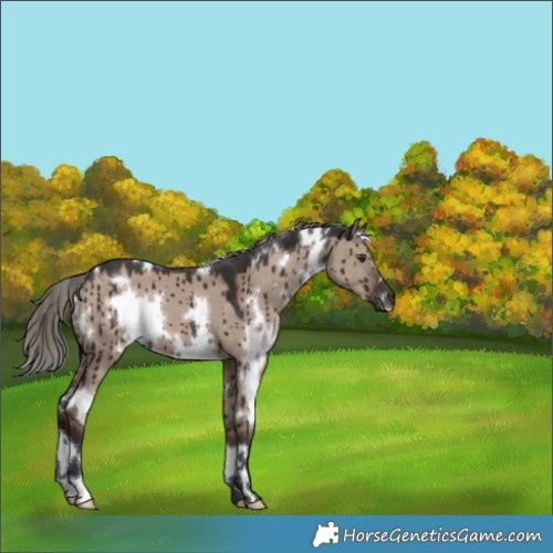 Horse Color:White Spotted Liver Red Dun Mushroom Brindle 