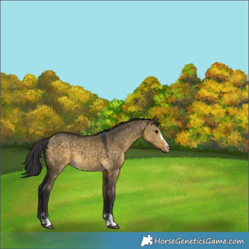 Horse Color:Buckskin Dun 