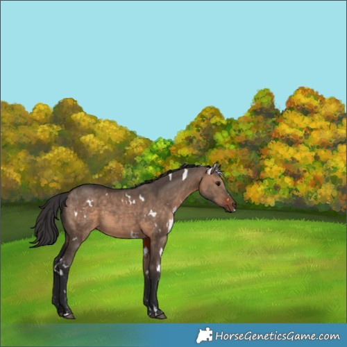 Horse Color:White Spotted Brown Dun 