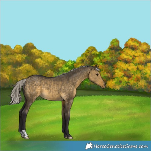Horse Color:Silver Buckskin Dun