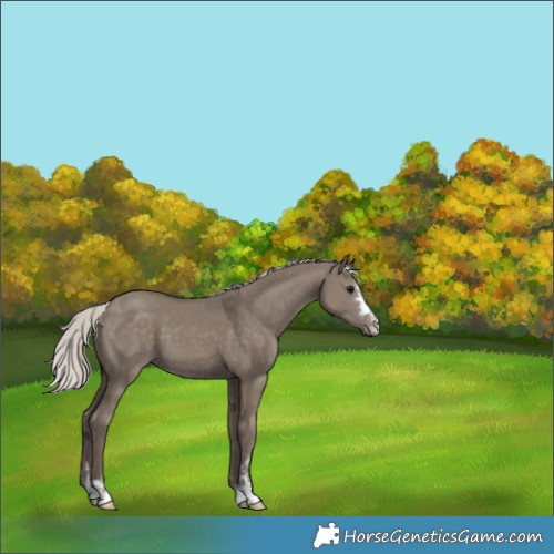Horse Color:Silver Grullo 