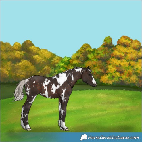 Horse Color:White Spotted Silver Brown