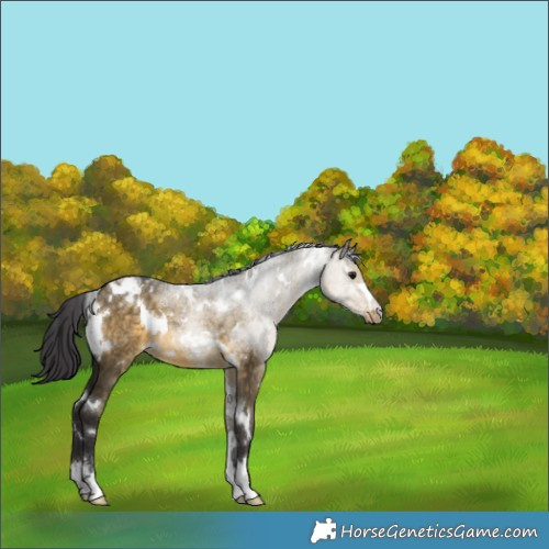 Horse Color:White Spotted Buckskin Dun 