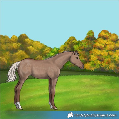 Horse Color:Chocolate Silver Grullo 