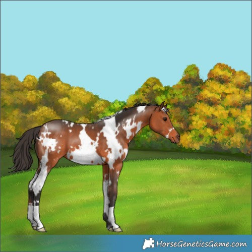 Horse Color:White Spotted Bay 