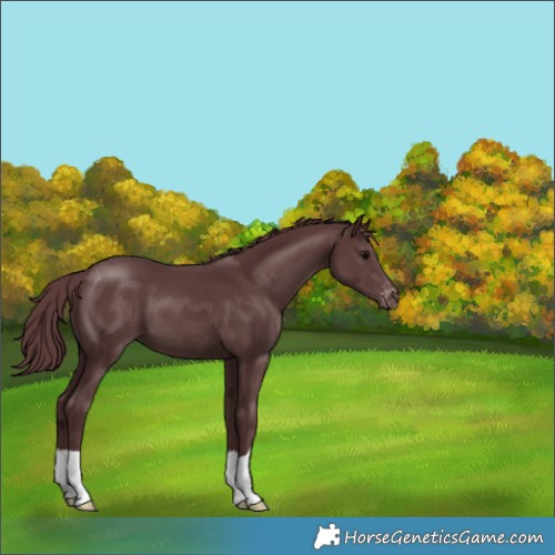 Horse Color:Chocolate Black Appaloosa 