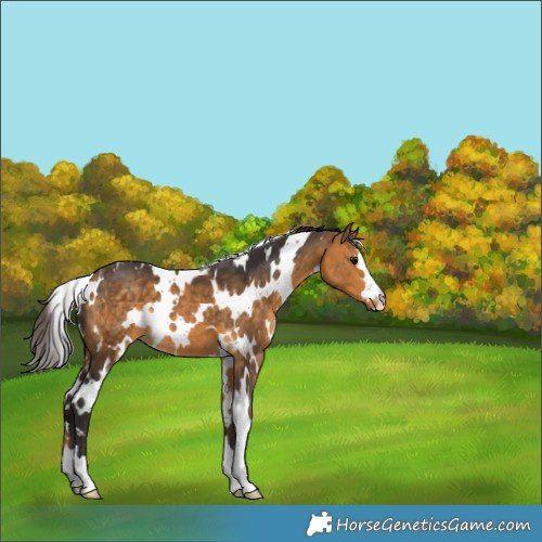 Horse Color:White Spotted Buckskin 