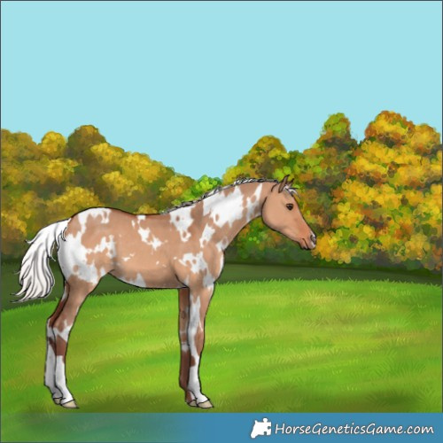 Horse Color:White Spotted Chocolate Silver Bay Dun 