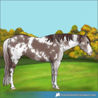 Horse Color:White Spotted Chocolate Grullo 