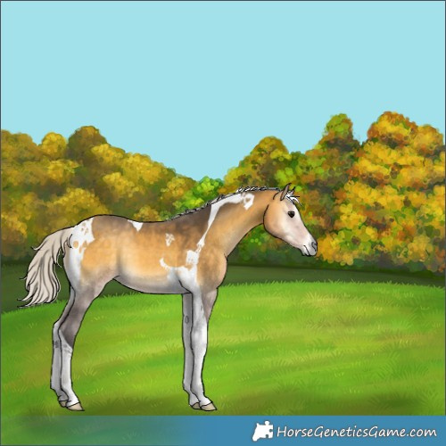 Horse Color:Silver Buckskin Onyx Tobiano 