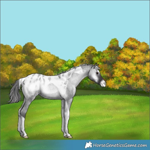 Horse Color:Smoky Blue Onyx Chinchilla Roan Tobiano Appaloosa