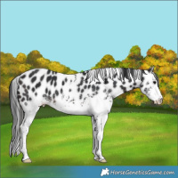 Horse Color:White Spotted Brown Appaloosa 
