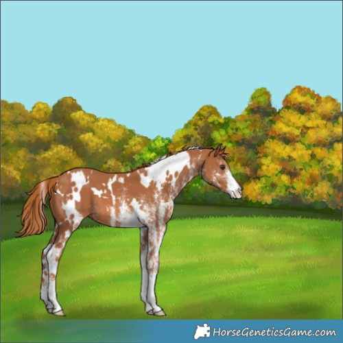 Horse Color:White Spotted Chestnut 