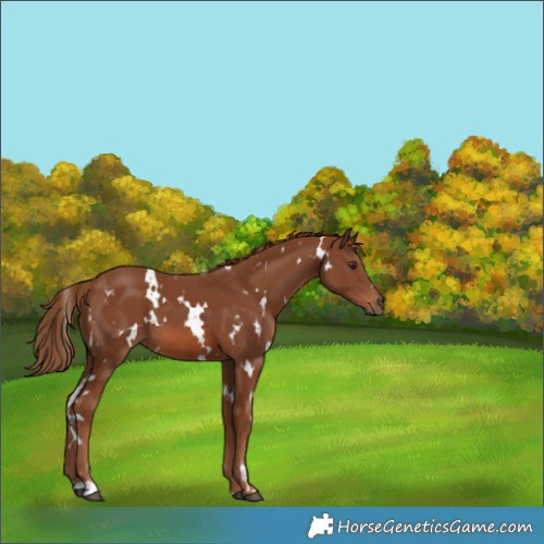 Horse Color:White Spotted Chestnut 