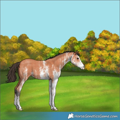 Horse Color:White Spotted Bay 