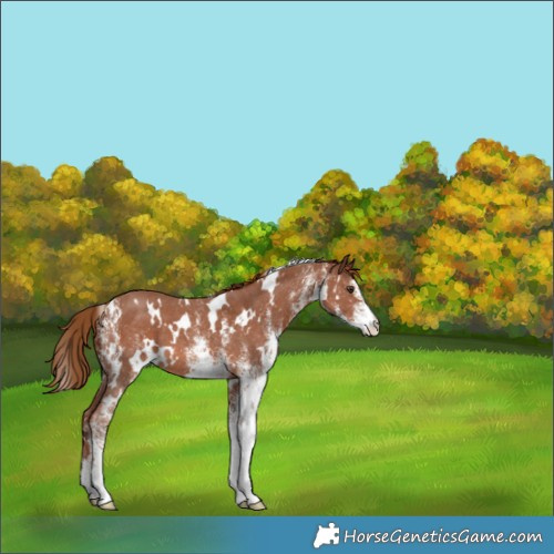 Horse Color:White Spotted Chestnut 