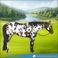 Horse Color:White Spotted Bay Near Leopard 