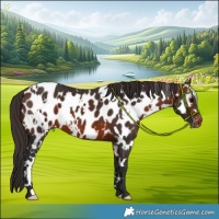 Horse Color:White Spotted Bay Appaloosa 