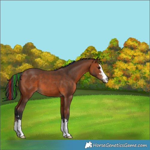 Horse Color:Painted Bay 