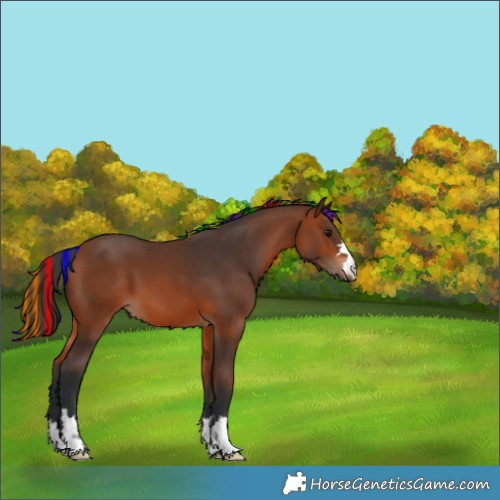 Horse Color:Painted Bay 